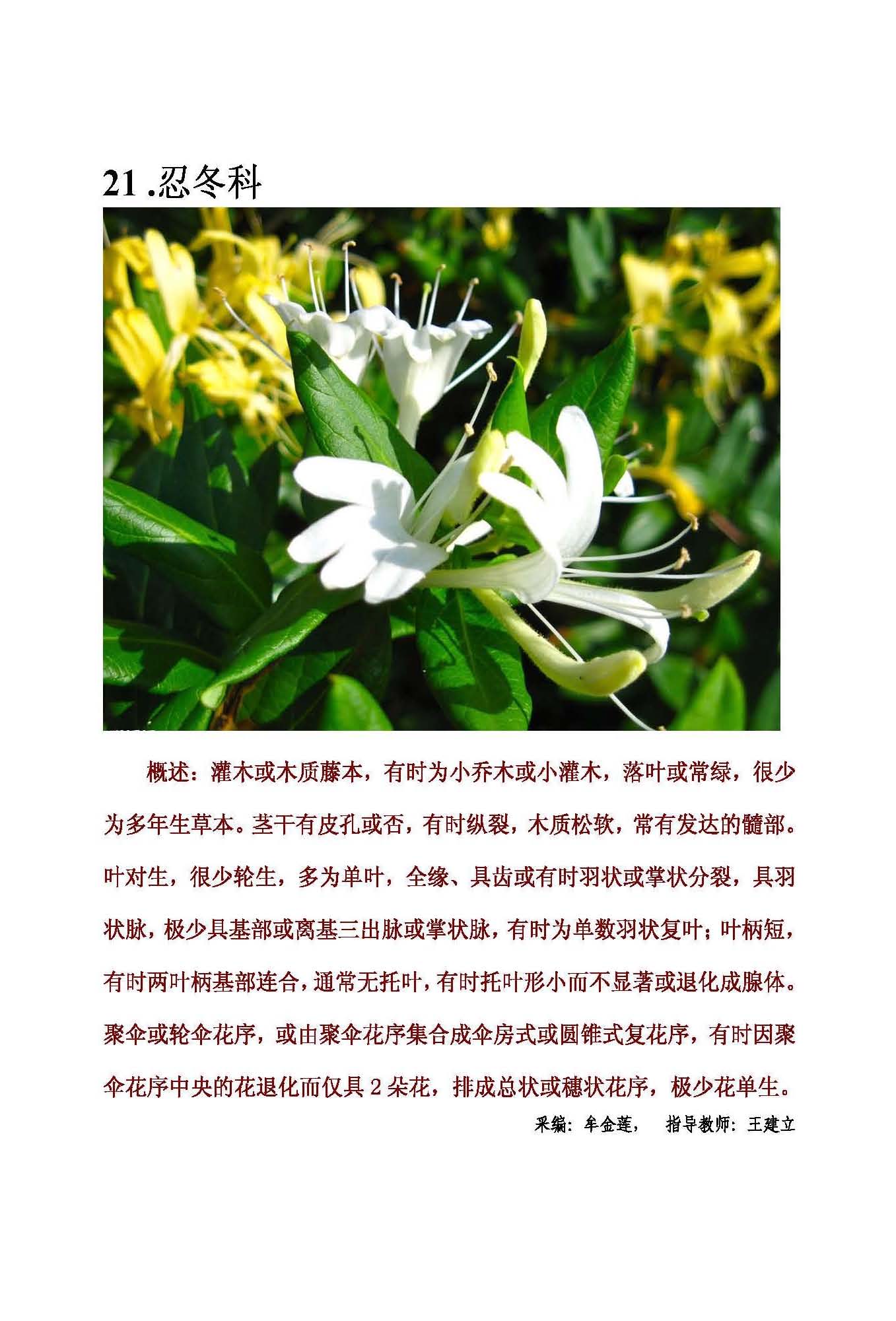 忍冬花的寓意图片